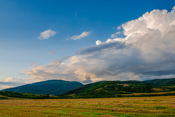Fototapeta premium Sunflowers landscape