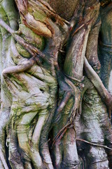 Fototapeta premium tropical trunk texture with roots and bark