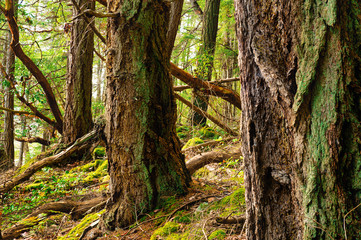 Spectacular autumn forest colours and views of magical light and paths in the woods.  Bowen Island BC Canada.