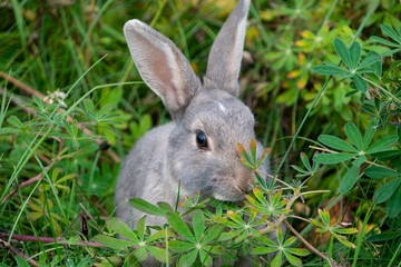 Naklejka na ściany i meble grey rabbit (Leporidae) in the green in the city of Reykjavik Iceland