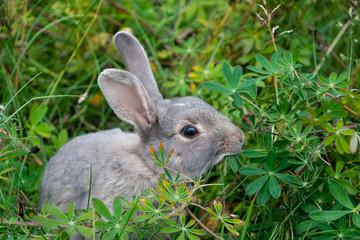 grey rabbit (Leporidae) in the green in the city of Reykjavik Iceland