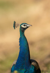 Obraz premium Peacock at Ranthambhore National Park,Rajasthan,India,Asia
