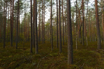 Fototapeta na wymiar Pine trees in the autumn forest on a rainy morning