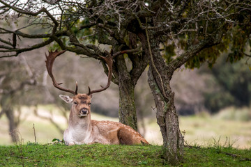 male deer in Dutch forest