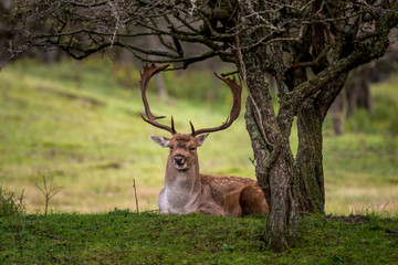 male deer in Dutch forest