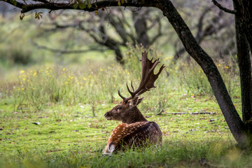 male deer in Dutch forest
