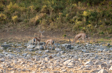 Indian Gazelle at Ranthambhore National Park,Rajasthan,India,Asia