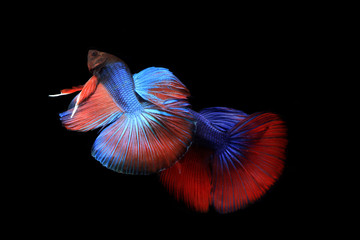 Fototapeta premium two fish