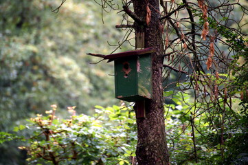 vogelhaus am baum 