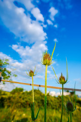 Summer landscape and rural field view