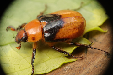 beetle on leaf