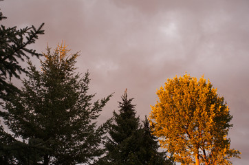 Abendsonne Baumkrone