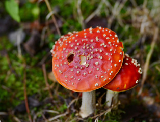 red fly agaric mushroom