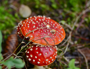 red fly agaric mushroom