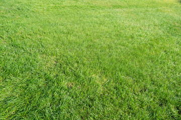 The texture of green grass field