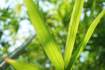 Bamboo forest in the park (blurred image)