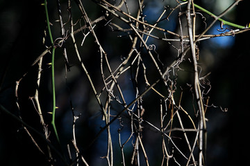 Winded vine isolated on black background