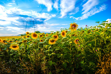 Fototapeta premium Sunflowers field