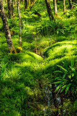 Szkocki las © Patryk