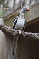 Oiseau