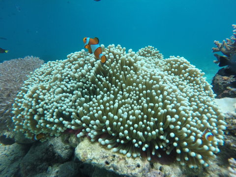 Boracay Helmet Diving