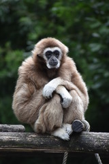 Singe