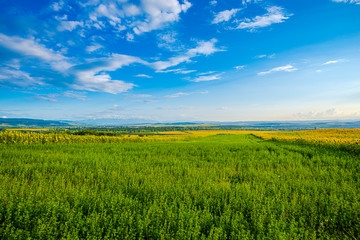 Sunflowers field