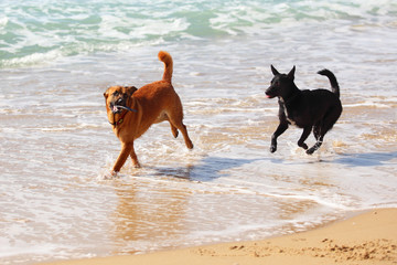 couple of two dogs  running on the beach