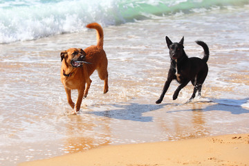 Сouple of two dogs  running on the beach