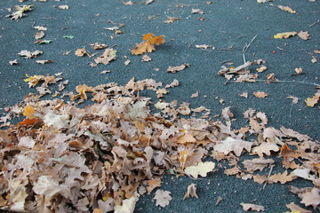 yellow leaves on the pavement