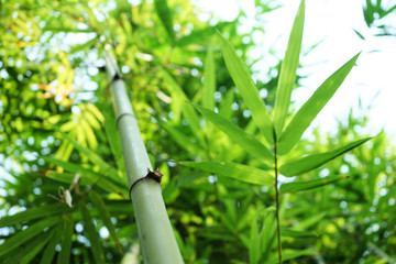 Bamboo forest in the park (blurred image)