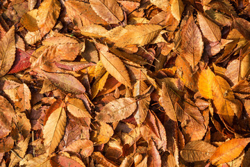 Autumn leaves carpet and foliage background