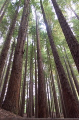 Redwoods  in a forest of Cantabria, Spain	