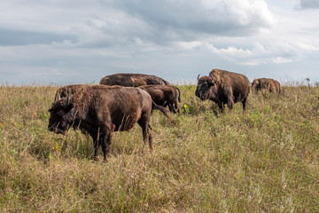 Bison In the Plains - Tallgrass Prairie