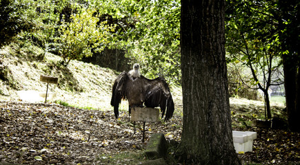 Fototapeta premium Wild vultures