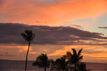 Fototapeta na wymiar Palm Silhouette at Sunset