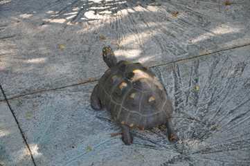 Tortoise but No Hare