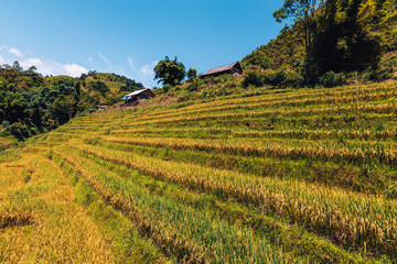 Paisaje de un campo de arroz en vietnam