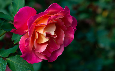 Pink and organge rose on green backround