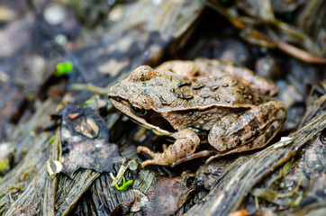 Frog Amphibian Macro
