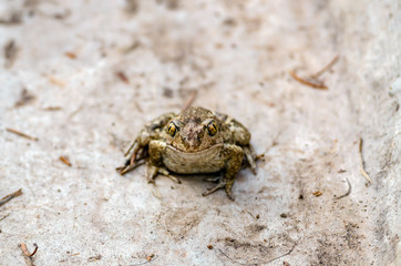 Frog Reptile Amphibian Macro Close-up
