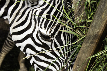 Zebras wild nature