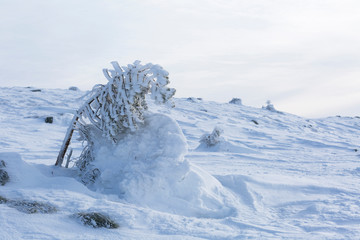 Fototapeta na wymiar Little pine-tree covered with hoarfrost