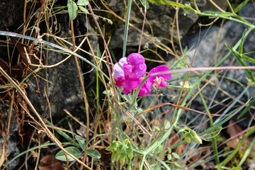 Orchidea e ragno bianco © 53r610