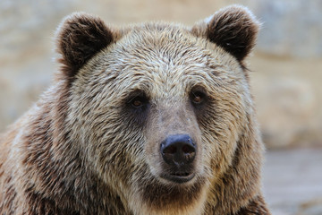 Obraz premium Close up photo of a wild, big Brown Bear