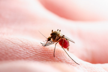 Dangerous Zika Infected Mosquito Skin Bite. Leishmaniasis, Encephalitis, Yellow Fever, Dengue, Malaria Disease, Mayaro or Zika Virus Infectious Culex Mosquito Parasite Insect Macro.
