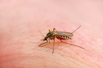 Dangerous Zika Infected Mosquito Skin Bite. Leishmaniasis, Encephalitis, Yellow Fever, Dengue, Malaria Disease, Mayaro or Zika Virus Infectious Culex Mosquito Parasite Insect Macro.