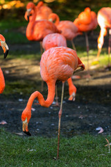 Flock of Pink Caribbean flamingos