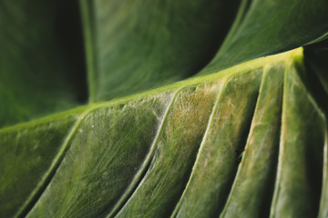 Creative tropical green leave layout. Nature spring concept.