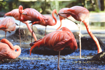Flock of Pink Caribbean flamingos